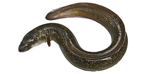 Anguilla