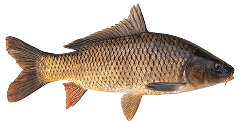 Carpa