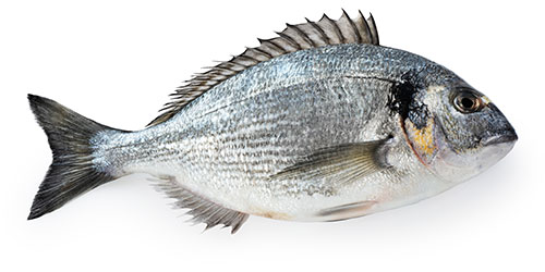 Orata