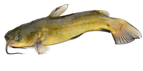 Pesce gatto