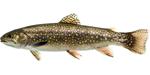 Salmerino